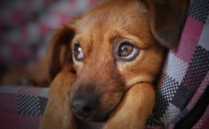 Алматы облысында итті тірідей өртеген жасөспірімдер ұсталды