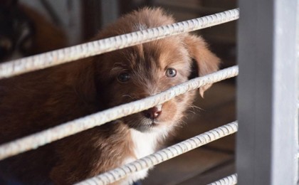 Видеоға түсірді - Алматы облысында бір топ адам күшікті тірідей өртеп жіберді