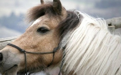 Ақтөбелік кәсіпкер Елдос Сметовті құттықтап, 100 жылқы атады