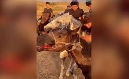 Көкпар үшін жылқының жағын жыртып жіберген: көпшілік Алматыдағы ат клубын жауапқа тартуды талап етті