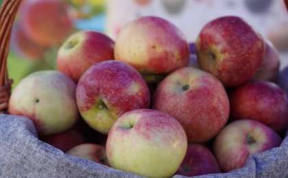 Апортты тойып жейтін күн жақын