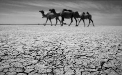 Түркістанда соңғы 35 жылда болмаған қуаңшылықтан мал қырылып жатыр