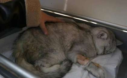 Түркияда 49 күн үйінділер астында жатқан мысық табылды