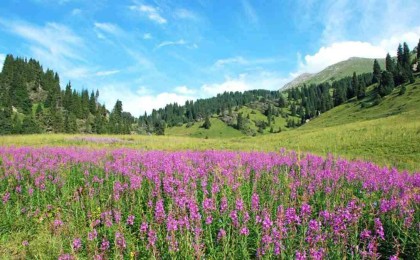 Сағынтаев үкімет басшысынан Көкжайлауды Іле Алатау ұлттық саябағына қайтаруды сұрады