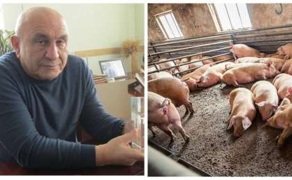 Ақтөбедегі шошқа фермасы директоры: Әкімдік біздің салықтан мектеп пен мешітті ұстап отыр