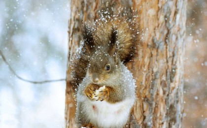 24-26 қарашаға арналған ауа райы болжамы