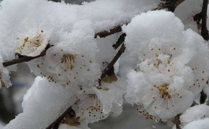 Алматы минус 5 градусқа дейін суытады: