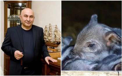 Ақтөбедегі шошқа фермасының иесі: Үкімет ферманы қазір жап десе, жауып тастаймын