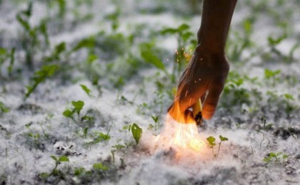 Қостанайда терек мамығының кесірінен 50-ден астам өрт шықты - Қазақстан жаңалықтары