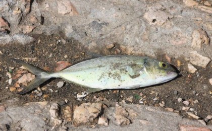 "Су қоймасында балық жаппай қырылып жатыр": желіде таралған ақпарат тексерілуде