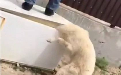 Иесі тоңазытқыштың есігімен қылқындырған иттің жағдай белгілі болды - Қазақстан жаңалықтары