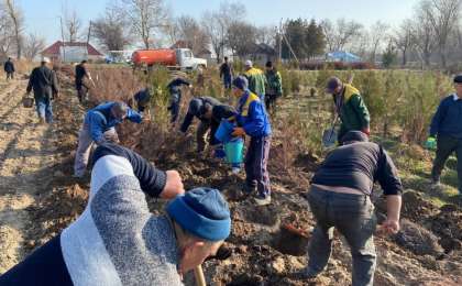 Шымкентте жалпы қалалық сенбілік өтті