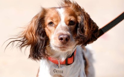 Петропавл тұрғыны итті төртінші қабаттан лақтырып жіберді