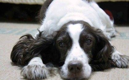 Петропавл тұрғыны итін төртінші қабаттан лақтырып жіберген - Қазақстан жаңалықтары