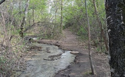 “Семей орманы” резерваты филиалының директоры ұсталды