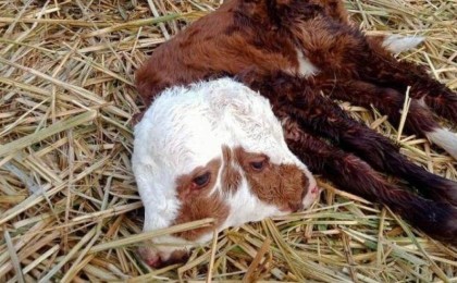 Ақтөбе облысында екі басты бұзау туылды