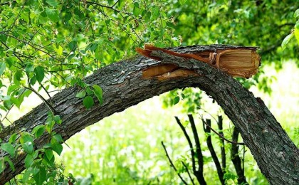 Павлодар облысында жасөспірім құлаған ағаштың астында қалып мерт болды - Қазақстан жаңалықтары