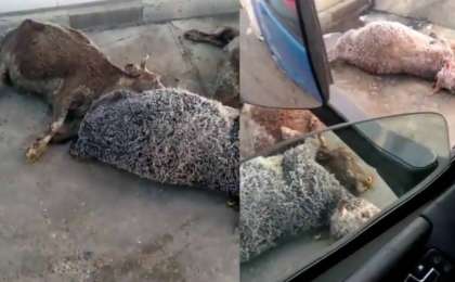 Ет комбинаты еденіндегі өлген жануарлардың видеосы қазақстандықтардың ашуын тудырды