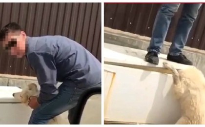 Итті тоңазытқыштың есігімен қылқындырған: ер адам өзінің әрекетін түсіндірді - Қазақстан жаңалықтары