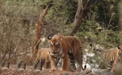 Алматы облысында жойылып кеткен Тұран жолбарысы жаңғыртылады - Қазақстан жаңалықтары