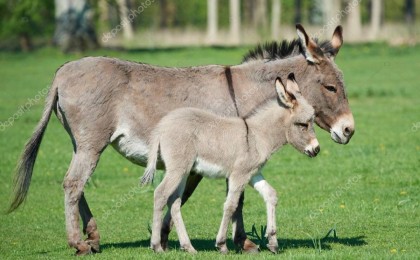 Есектің сүтін емдік мақсатта ішуге бола ма?