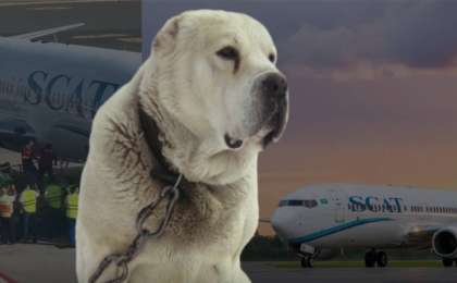 Ыстамбұлға SCAT-пен ұшып барған ит белгісіз жағдайда өліп қалды (видео)