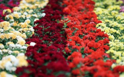 Тауар айналымы – 48,8 млн доллар: Қазақстан гүлдің қандай түрлерін экспорттайды?