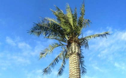 Ақтаудағы жел пластикалық пальмаларды қиратып тастады