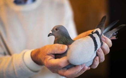 Мұндай бұрын-соңды болмаған: Бай азамат көгершінді 1,89 млн долларға сатып алды