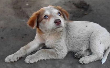 Полиция күдіктіні жасырады: Еріктілер ит зорлау ісі бойынша Тоқаевтан көмек сұрайды