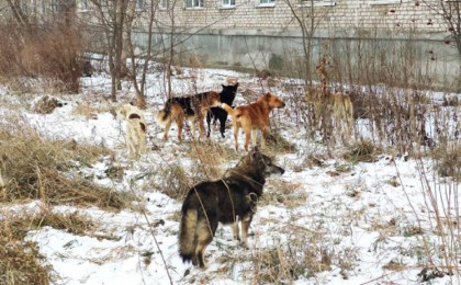 Қарағандыда ит талап өлтірген 6 жастағы қызға қатысты тың деректер шықты