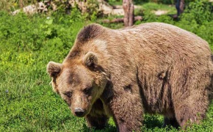 Алматы облысында аю Ресей азаматын өлтіріп кетті - Қазақстан жаңалықтары