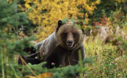 Алматы облысында Ресей азаматын аю талап өлтірді