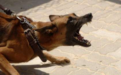 Ата-анасы жауапкершілікке тартылуы мүмкін: Қарағанды облысында иттер 6 жасар қызды талап өлтірді