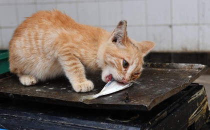 Коронавирус Уханьдағы базардан тараған жоқ – Қытай ғалымдары