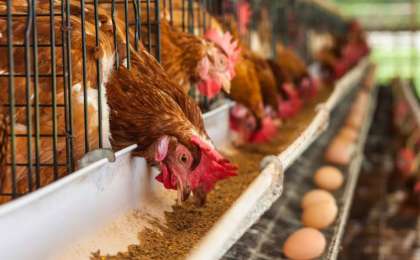 Битвы за сельхозсубсидии