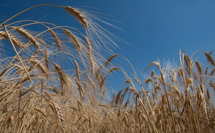 Қазақстан ауыл шаруашылығы өнімдері экспортына шектеулерді алып тастайды
