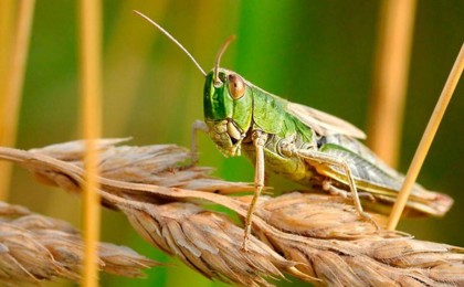 Қазақстанда шегірткелердің таралуының жаңа ошақтары анықталды - Қазақстан жаңалықтары