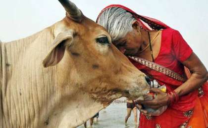 "Әулие Валентин күні" Үндістанда "Сиырларды құшақтау күні" болып өзгертілмек