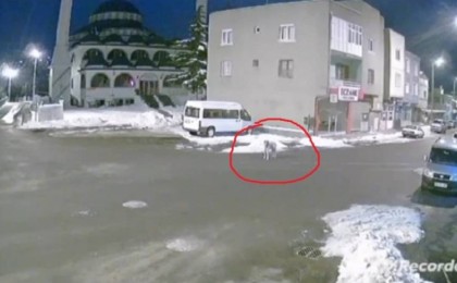 Тоқтаусыз ұлыған ит жер сілкінісі туралы ескертуге тырысқан (видео)