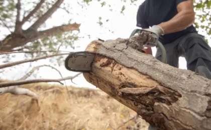 Семейде жоқ ағашты кесуге 150 миллион теңге жұмсамақ болған