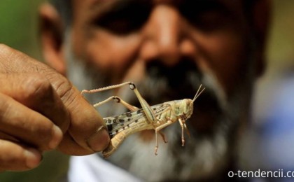 «Қазаққа тән емес». Бас дәрігер шегіртке жайлы сұраққа жауап беруден бас тартты