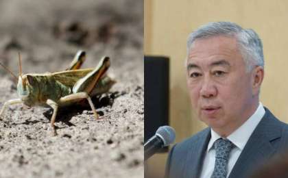 Шегіртке – халал жәндік – вице-премьер Жұманғарин