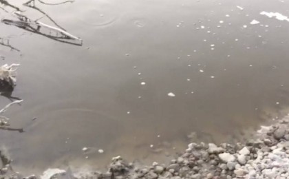 Алматы облысы Талғар өзенінде балықтар жаппай қырыла бастады - Қазақстан жаңалықтары