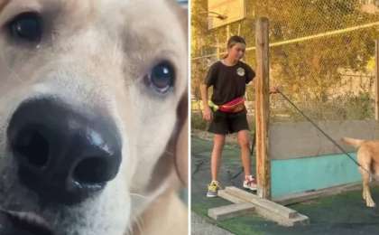 Ақтауда ит суға кеткен иесін құтқарып, өзі батып кеткен