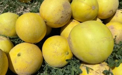 Жетісай қауындары Ресейге жөнелтіліп жатыр