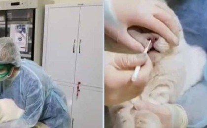 5 жастағы мысықтан коронавирус табылды - Қазақстан жаңалықтары