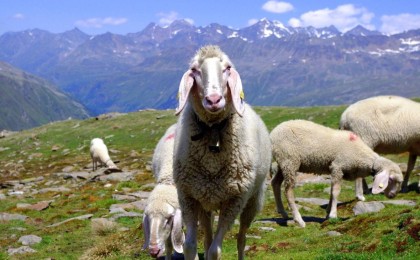 Шымкентте шенеунік пара ретінде 30 қой алған