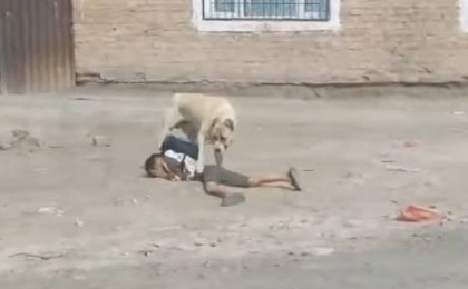 Ит талаған мектеп оқушысының жағдайы белгілі болды