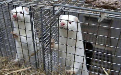 Еуропада мутацияға ұшыраған Covid-19 құндыздан адамға жұқты